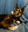 Mawmah The Friendliest Cat Ever!