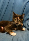Mawmah The Friendliest Cat Ever!