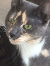 Mawmah The Friendliest Cat Ever!
