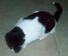 Tipi the Kitten