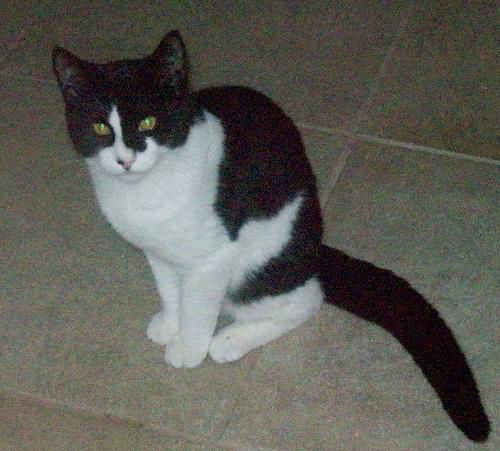 Oreo the Kitten