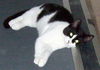 Oreo the Kitten