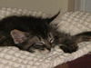 Sugar the Tabby Kitten