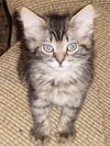 Sugar the Tabby Kitten