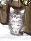 Sugar the Tabby Kitten