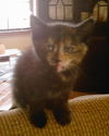 Sassy the Tortoiseshell Kitten