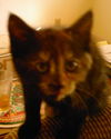 Sassy the Tortoiseshell Kitten