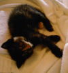 Sassy the Tortoiseshell Kitten