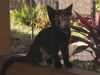 Sassy the Tortoiseshell Kitten