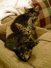 Sammy the Tabby Kitten