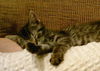 Sammy the Tabby Kitten