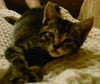 Sammy the Tabby Kitten
