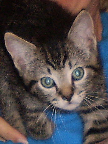 Sammy the Tabby Kitten