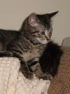 Sammy the Tabby Kitten