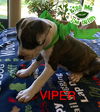 Viper