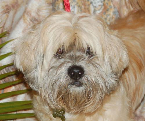 Alexis the Lhasa Apso