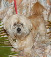 Alexis the Lhasa Apso