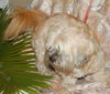 Alexis the Lhasa Apso