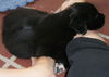 Minnie the Puppy