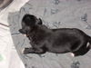 Lolli the Puppy