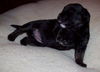 Lolli the Puppy