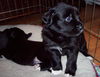 Lolli the Puppy