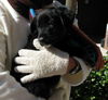 Lolli the Puppy