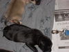 Jazz the Puppy