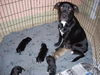 Jazz the Puppy