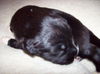 Jazz the Puppy