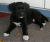 Jazz the Puppy