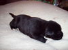 Rambler the Puppy