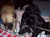 Rambler the Puppy