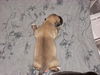 Zoe the Puppy