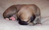 Zoe the Puppy