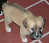 Zoe the Puppy