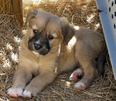 Zoe the Puppy