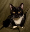 Whispers the 3 Legged Tuxedo