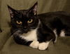Whispers the 3 Legged Tuxedo