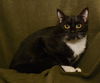 Whispers the 3 Legged Tuxedo