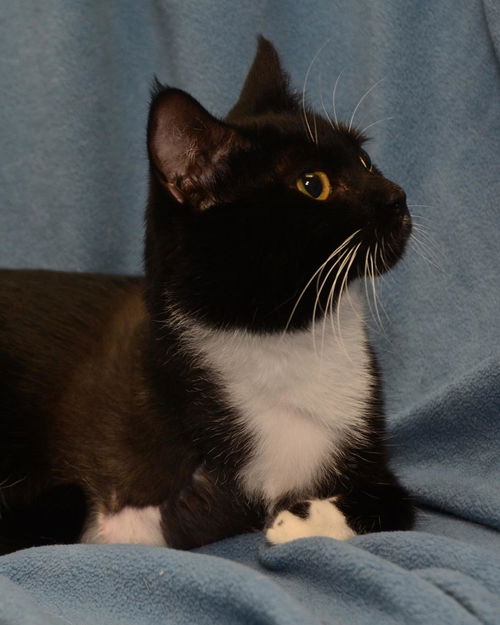 Whispers the 3 Legged Tuxedo