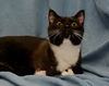 Whispers the 3 Legged Tuxedo