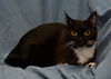 Whispers the 3 Legged Tuxedo