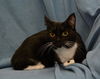 Whispers the 3 Legged Tuxedo