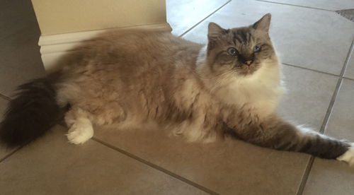 Toby - Front Declawed