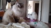 Toby - Front Declawed
