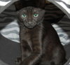 Powerball the Kitten