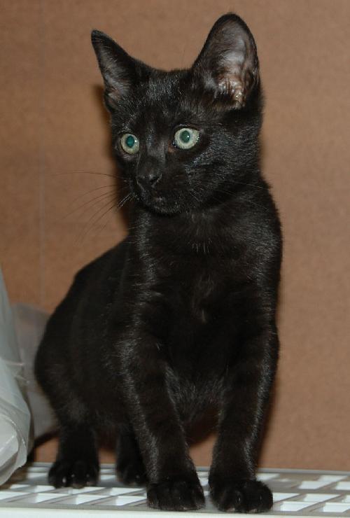 Tiny the Kitten