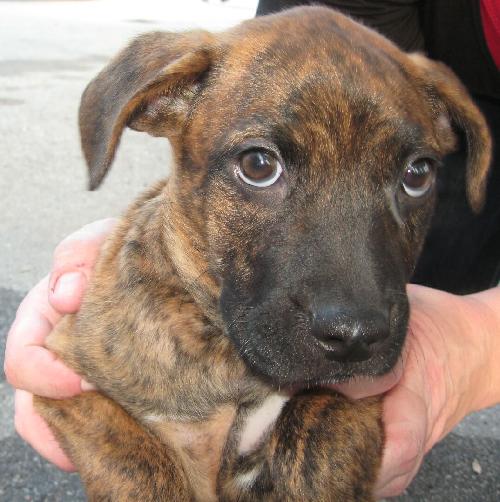Tomoka the Puppy