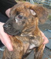 Tomoka the Puppy
